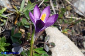 Romulea bella-ignota