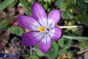 Romulea bella-ignota