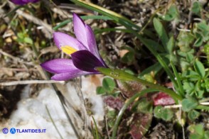 Romulea bella-ignota