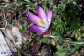 Romulea bella-ignota