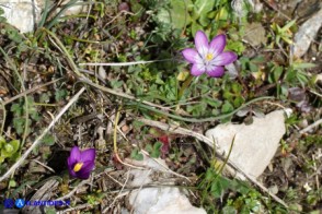 Romulea bella-ignota e Romulea requienii