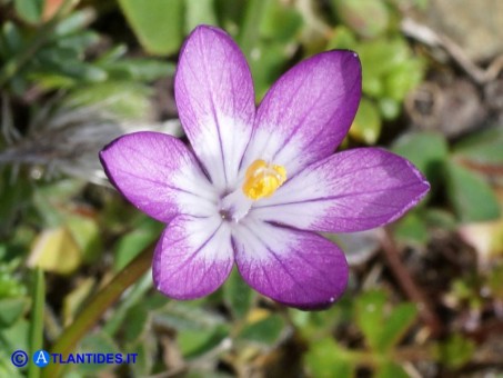 Vai al capitolo ROMULEA BELLA-IGNOTA  Go to section ROMULEA BELLA-IGNOTA