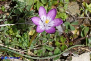 Romulea bella-ignota