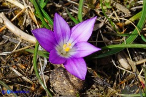 Romulea bella-ignota