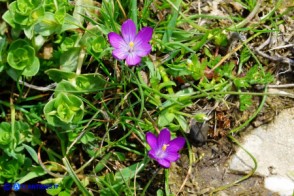 Romulea bella-ignota e altra Romulea di forma intermedia