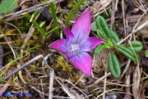 Romulea ligustica (Possibile ibrido o altra variabilità) 