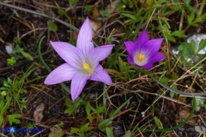 Romulea ligustica (possibile ibrido o altra variabilità)