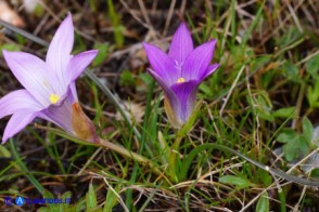 Romulea ligustica (possibile ibrido o altra variabilità)