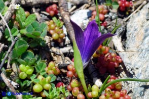 Possibile ibrido tra Romulea ligustica e Romulea requienii