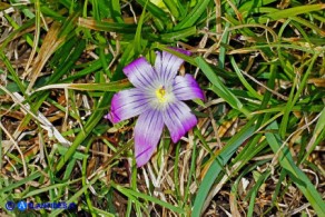 Romulea ligustica (possibile ibrido o altra variabilità)