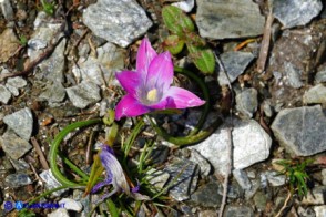 Romulea ligustica (Possibile ibrido o altra variabilità) 