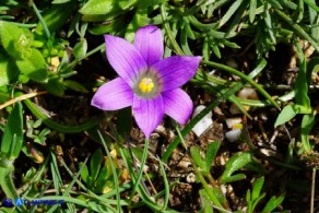 Romulea ligustica (possibile ibrido o altra variabilità)