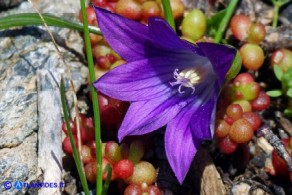 Possibile ibrido tra Romulea ligustica e Romulea requienii