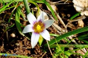 Romulea ramiflora subsp. ramiflora (Zafferanetto ramoso)