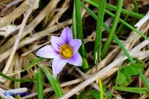 Romulea ramiflora subsp. ramiflora (Zafferanetto ramoso)