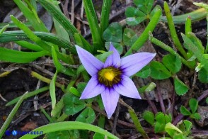 Romulea ramiflora subsp. ramiflora (Zafferanetto ramoso)