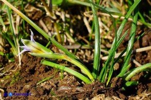 Romulea ramiflora subsp. ramiflora (Zafferanetto ramoso)