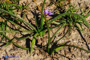 Romulea ramiflora subsp. ramiflora (Zafferanetto ramoso)