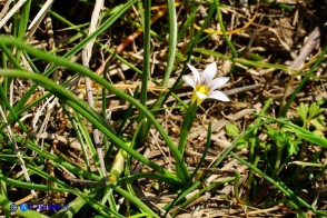Romulea ramiflora subsp. ramiflora (Zafferanetto ramoso)