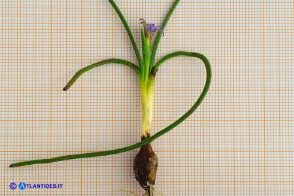 Romulea ramiflora subsp. ramiflora (Zafferanetto ramoso): il bulbo
