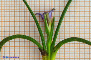 Romulea ramiflora subsp. ramiflora (Zafferanetto ramoso): il fiore