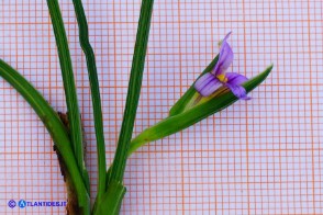 Romulea ramiflora subsp. ramiflora (Zafferanetto ramoso): il fiore