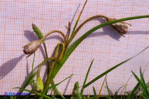 Romulea ramiflora subsp. ramiflora (Zafferanetto ramoso): la pianta con alcuni frutti