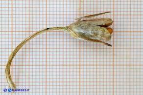 Romulea ramiflora subsp. ramiflora (Zafferanetto ramoso): il frutto