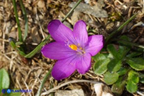 Romulea requienii rosa (una variante piuttosto rara)