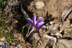 Romulea requienii (possibile ibrido o altra variabilità)