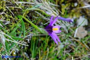 Romulea requienii (possibile ibrido o altra variabilità)