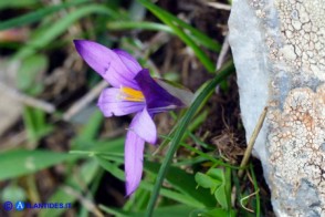 Romulea requienii (possibile ibrido o altra variabilità)