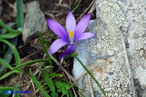 Romulea requienii (possibile ibrido o altra variabilità)