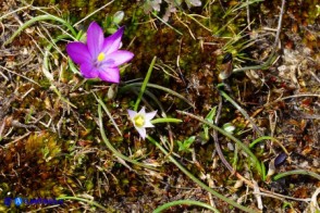 Romulea requienii (possibile ibrido o altra variabilità), Romulea columnae e alcuni boccioli di Romulea requienii classica