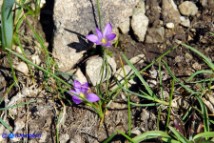 Romulea revelierei (Zafferanetto di Revelière)