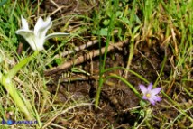 Romulea revelierei (Zafferanetto di Revelière)