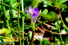 Romulea revelierei (Zafferanetto di Revelière)