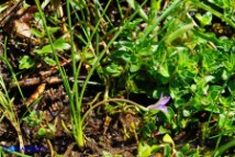 Romulea revelierei (Zafferanetto di Revelière)