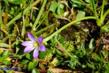 Romulea revelierei (Zafferanetto di Revelière)