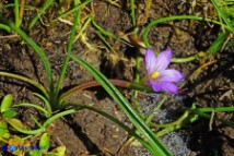 Romulea revelierei (Zafferanetto di Revelière)