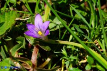 Romulea revelierei (Zafferanetto di Revelière)