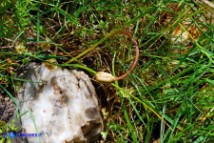 Romulea revelierei (Zafferanetto di Revelière): il frutto