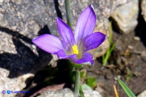 Romulea revelierei (Zafferanetto di Révelière)