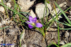 Romulea revelierei (Zafferanetto di Révelière)