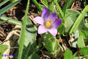 Romulea revelierei (Zafferanetto di Révelière)