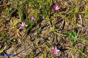 Romulea rosea (Zafferanetto rosa)