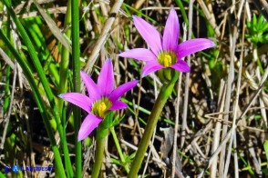 Romulea rosea (Zafferanetto rosa)