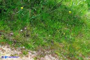 Romulea rosea (Zafferanetto rosa)