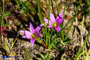 Romulea rosea (Zafferanetto rosa)