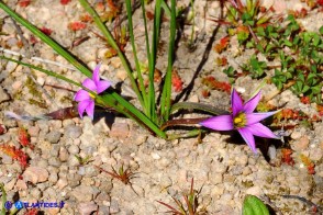 Romulea rosea (Zafferanetto rosa)